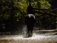 At, Friesian — foto 7