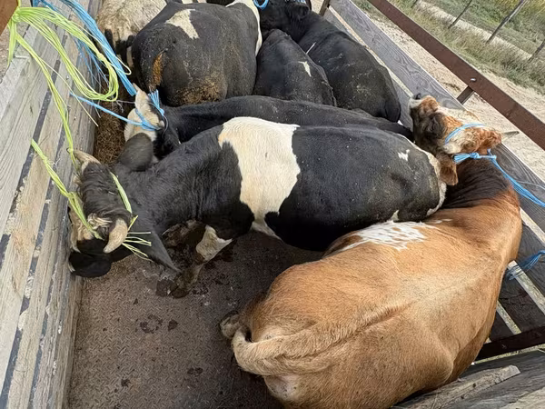 Krava, Simmental cattle