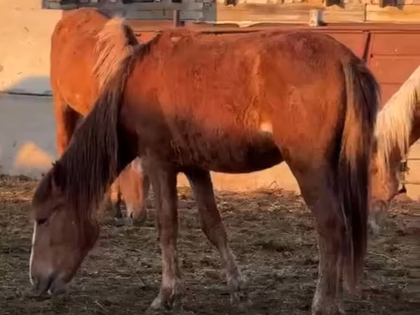 马匹（批次，未指定性别）, Horses