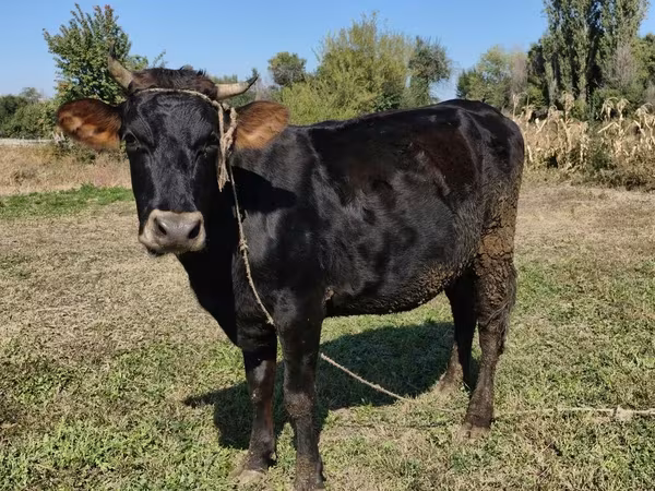 Krava, Alatau plemeno