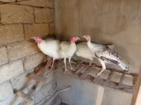 Turkeys — Foto 1