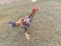 Chickens — photo 5