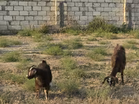 Goat, Goats — photo 7