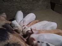 Boar, Pigs — photo 4
