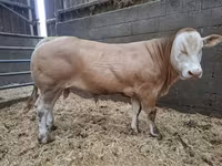 Buğa, Blonde d’Aquitane cattle — foto 1