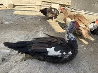Domestic Muscovy — photo 4