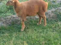 Sheep, Sheep — photo 3