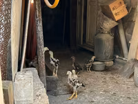 Chickens — photo 7