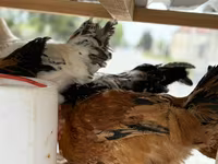 Chickens — photo 2