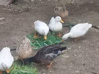 Ducks — photo 3