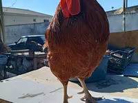 Chickens — photo 3