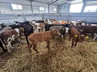Bovinos (lote, sexo no especificado), Raza Holstein — foto 7