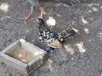 Ducks — Foto 3