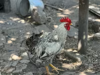 Chickens — Foto 1