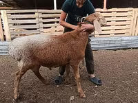 Schafe (Partie, Geschlecht nicht angegeben), Arashan sheep — Foto 4