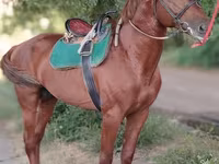 Hengst, Trakehner — Foto 6