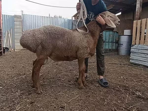 Ovejas (lote, sexo no especificado), Arashan sheep