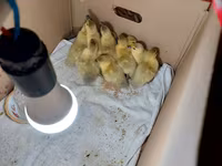 Ducks — foto 1