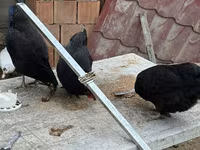Chickens — zdjęcie 1