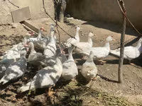Ducks — फ़ोटो 1