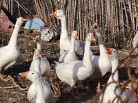 Geese — photo 2