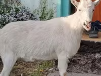 Goat, Saanen goat — photo 3