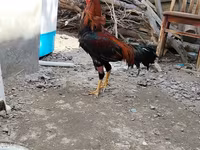 Chickens — foto 2