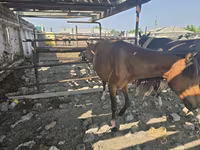 Madyan, Atlar — foto 5