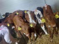 Bull, Simmental cattle — photo 2