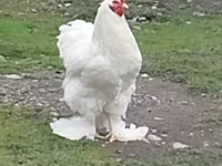 Chickens — foto 2