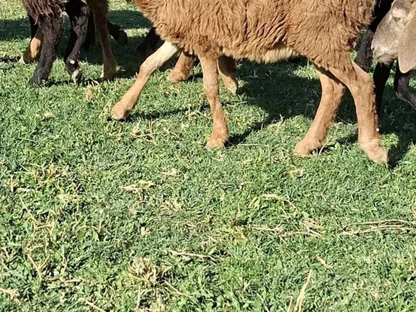 Ram, Sheep