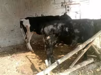 Корова, Russian Black pied cattle — фото 2