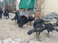 Geniş Sinəli Ağ — foto 4