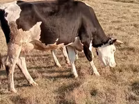 İnək, Latvian Blue cattle — foto 3