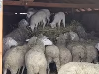 Carneiro, Merinoland sheep — foto 3