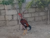 Chickens — 照片 4