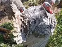 Blanca de pechuga ancha — foto 2