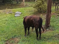 Bulle, Aberdeen-Angus — Foto 4