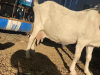 Koza, Saanen goat — zdjęcie 5