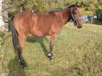 Cavalo, Anglo-Arabian — foto 4