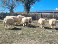 Carnero, Texel sheep — foto 3