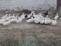 Alman Pekin — foto 1