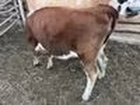 Cattle (batch, sex not specified), Simmental cattle — photo 4