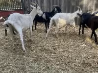 Kozel, Alpine goat — foto 4