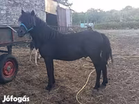 Cavalo, Cavalos — foto 1