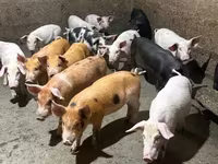 Säue, Schweine — Foto 6