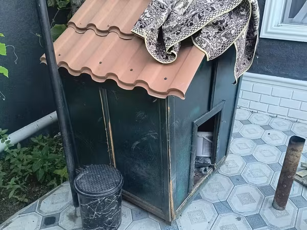 Salam it evi satılır əla vəziyyətdədir qiyməti 150 manat
