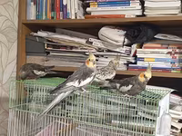 Nimfa (cockatiel) cütlüyü və qəfəs dəsti - Növ: Nimfa tutuquşusu — الصورة 5