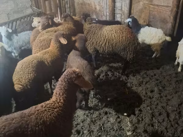 绵羊（批次，未指定性别）, Sheep