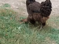 Brahma — photo 4